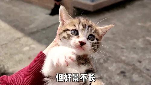 类似猫咪的在线视频,跟随猫咪在线视频，领略萌宠风采