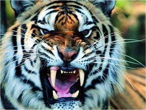 国产老虎胖虎在线视频